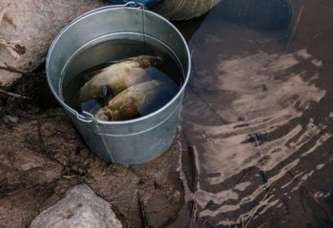 夏季投喂鱼食要怎么做？